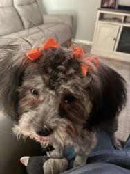Lost Female Dog last seen Green lilac circle and rancho Allegre, El Paso, TX 79915