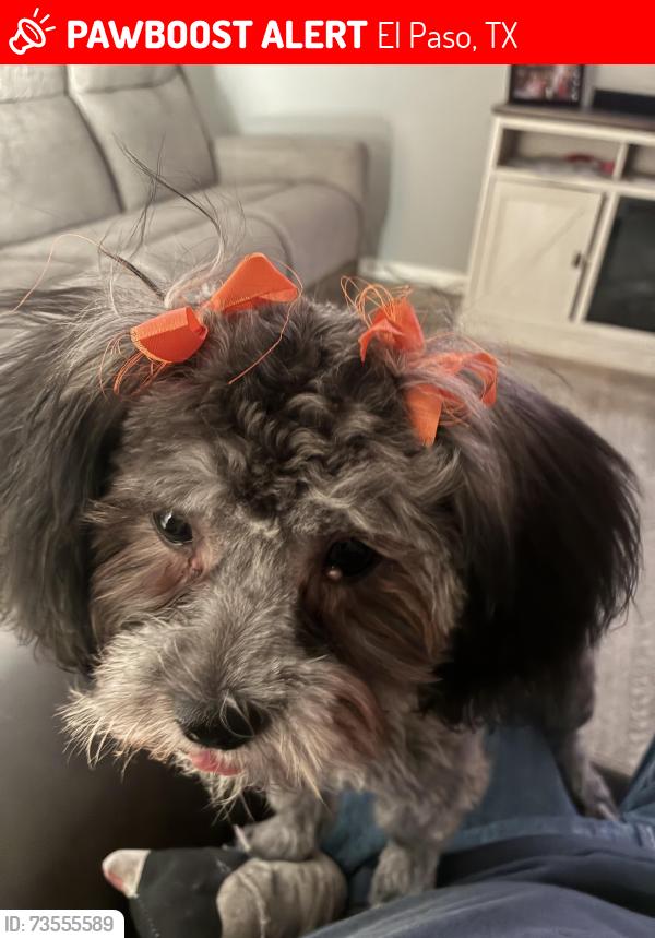 Lost Female Dog last seen Green lilac circle and rancho Allegre, El Paso, TX 79915