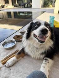 Reunited Female Dog last seen Laird Road and Quinn Place, Loomis, Loomis, CA 95650