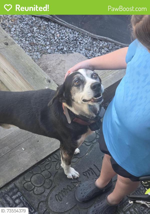 Reunited Male Dog last seen Mount Vernon, Pine Oaks Dr,  30755
