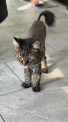 Lost Female Cat last seen Gerden Street, Richmond Hill, ON L4S 0G9