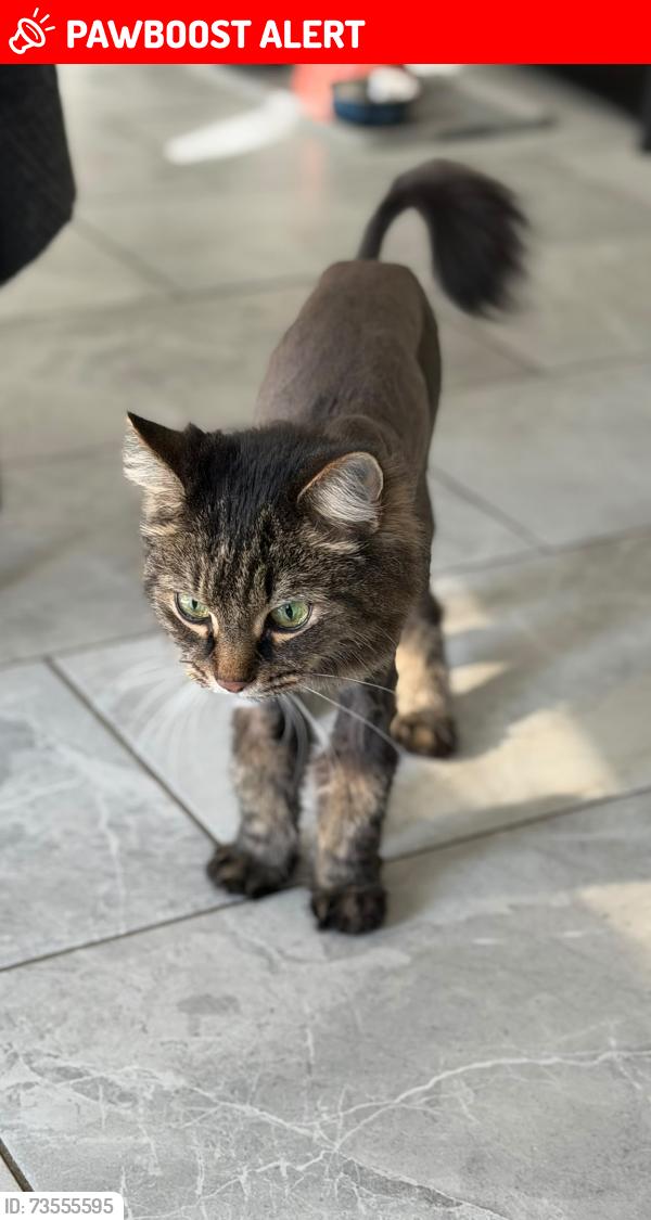 Lost Female Cat last seen Gerden Street, Richmond Hill, ON L4S 0G9