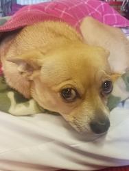 Lost Female Dog last seen On Vannoy Avenue, Castro Valley, CA 94546