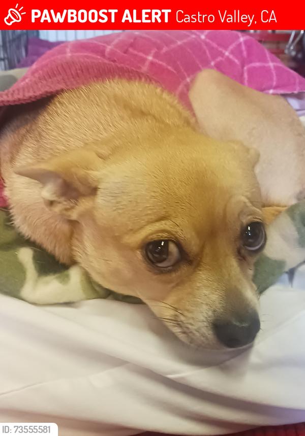 Lost Female Dog last seen On Vannoy Avenue, Castro Valley, CA 94546