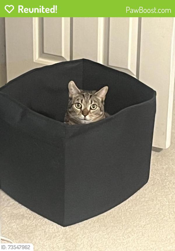 Reunited Female Cat last seen Pepperell Drive, Bethesda, MD 20817