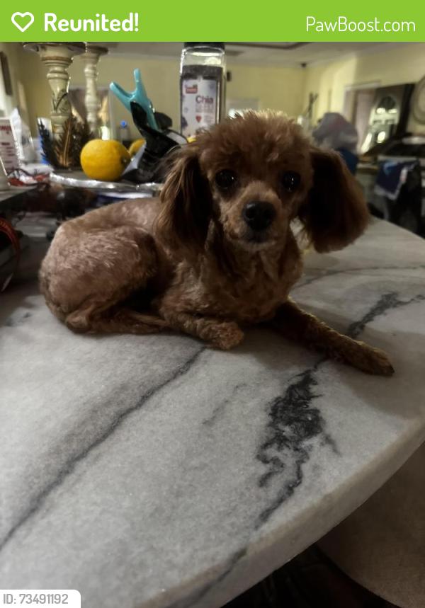 Reunited Female Dog last seen Tropical breeze way, Hudson, FL 34669