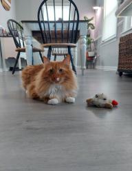 Lost Male Cat last seen Kennebek rd, Willow Spring, NC 27592