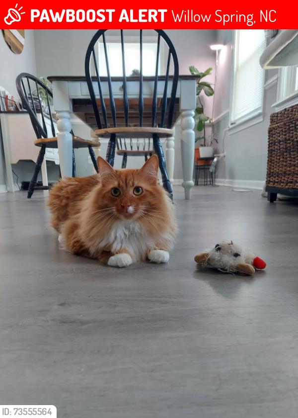 Lost Male Cat last seen Kennebek rd, Willow Spring, NC 27592