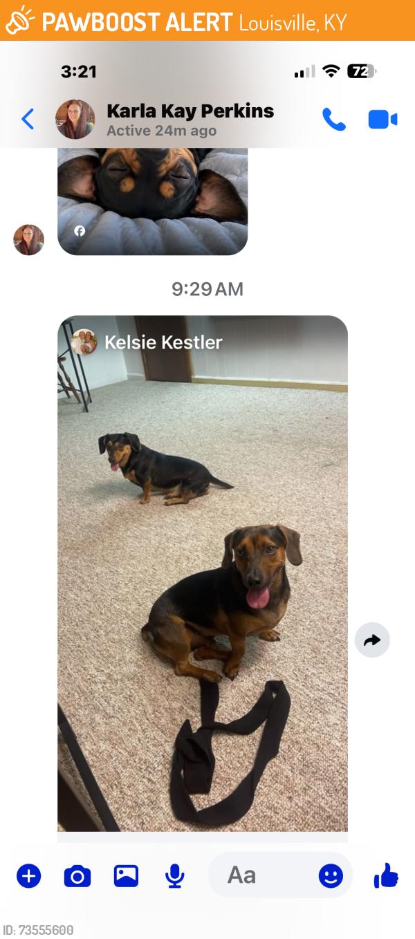 Found/Stray Unknown Dog last seen Constance, Louisville, KY 40272