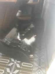 Found/Stray Unknown Cat last seen In Avendell Neighborhood, Easley, SC 29642