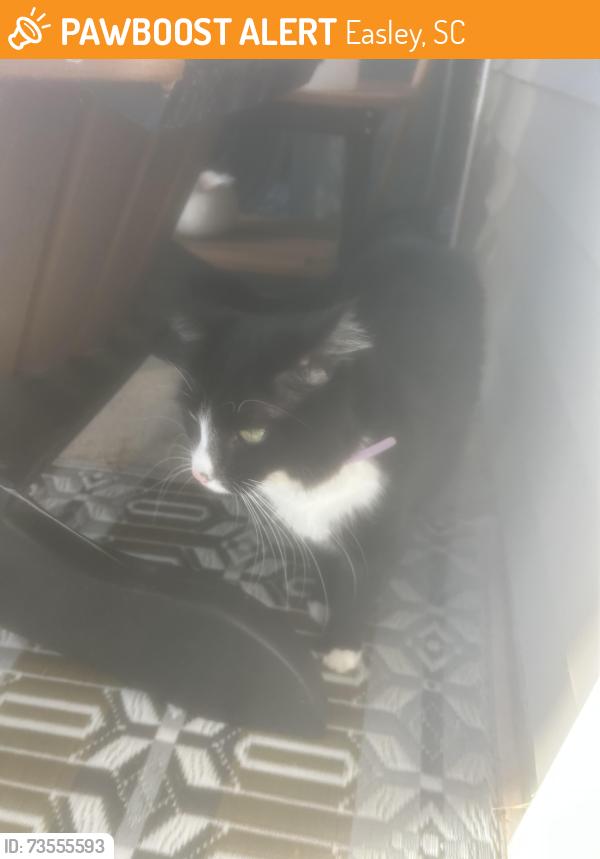Found/Stray Unknown Cat last seen In Avendell Neighborhood, Easley, SC 29642