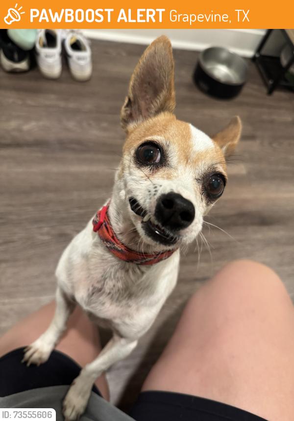 Found/Stray Male Dog last seen At The Preserve apmts, Grapevine, TX 76051