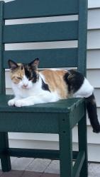 Reunited Female Cat last seen halverson rd, Stoughton, WI 53589