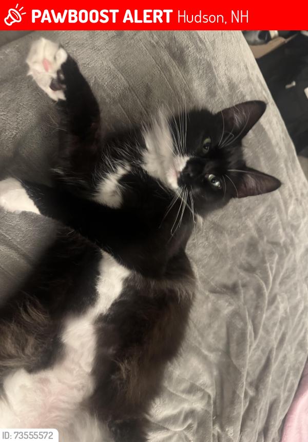 Lost Female Cat last seen Sullivan Tire, Lowell Road, Hudson, NH 03051