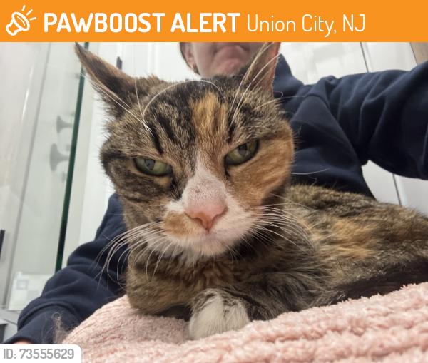 Found/Stray Female Cat last seen 14th and New York Ave, Union City, NJ 07087