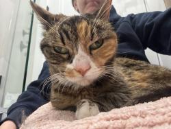 Found/Stray Female Cat last seen 14th and New York Ave, Union City, NJ 07087