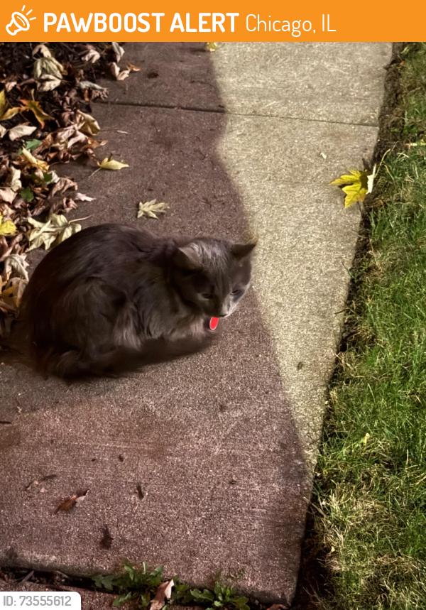 Found/Stray Unknown Cat last seen Seely or Hoyne, Chicago, IL 60618