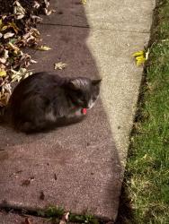 Found/Stray Unknown Cat last seen Seely or Hoyne, Chicago, IL 60618