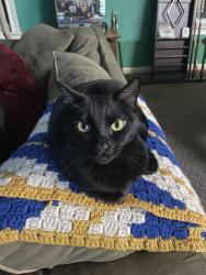 Reunited Female Cat last seen Co Rd 48 & Co Rd 29, Jemison, AL 35085