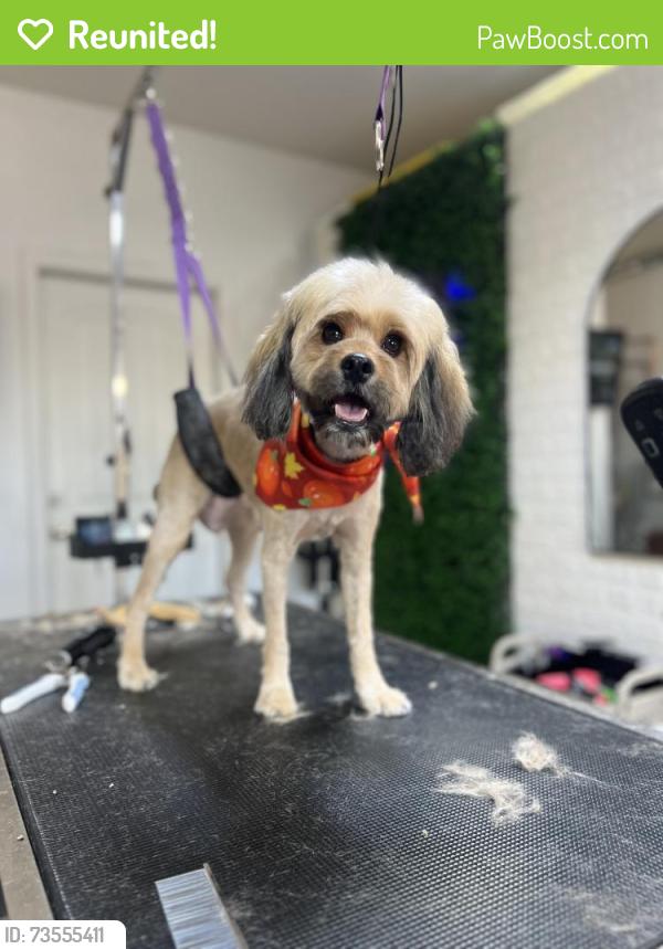 Reunited Female Dog last seen Ann and Camino al Norte, North Las Vegas, NV 89031