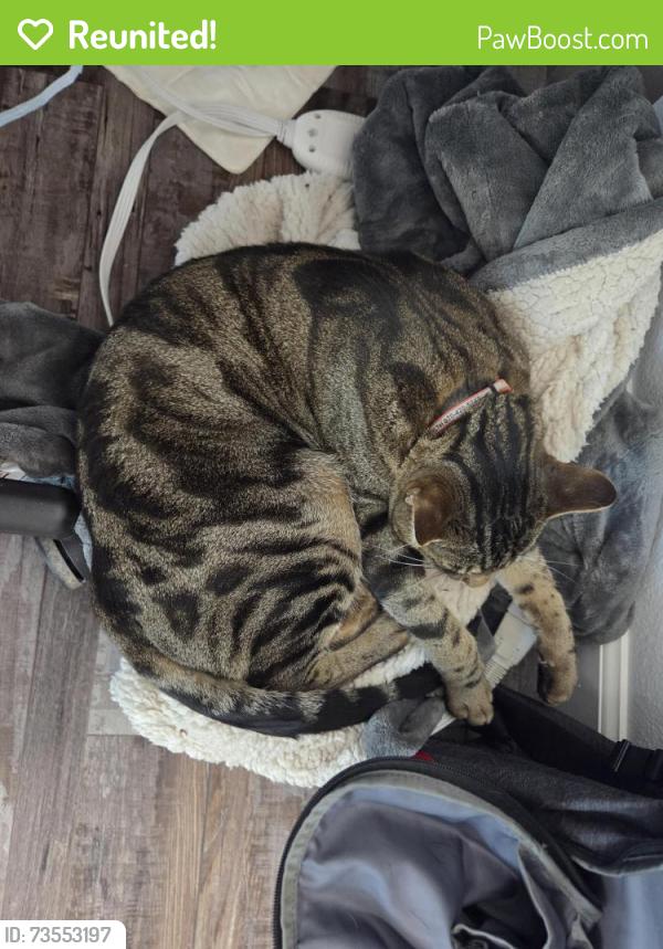 Reunited Male Cat last seen Westgate and 115th, Happy Valley, OR 97086
