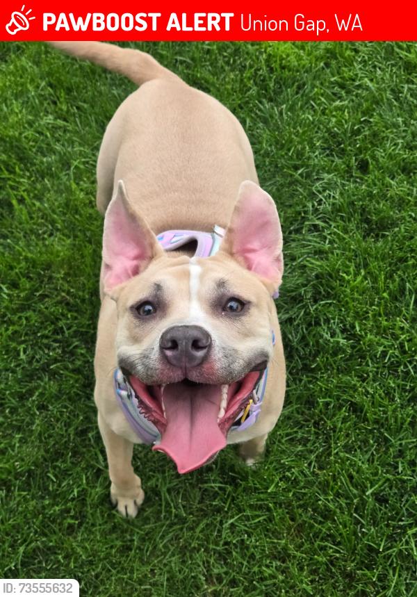 Lost Female Dog last seen Whitman and Rock, Union Gap, WA 98903