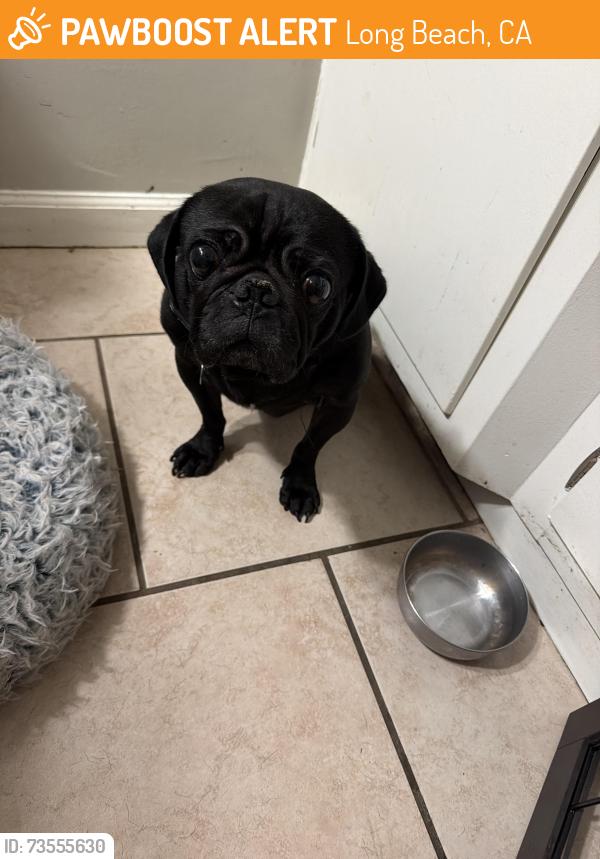 Found/Stray Male Dog last seen Broadway/ temple 90803, Long Beach, CA 90803
