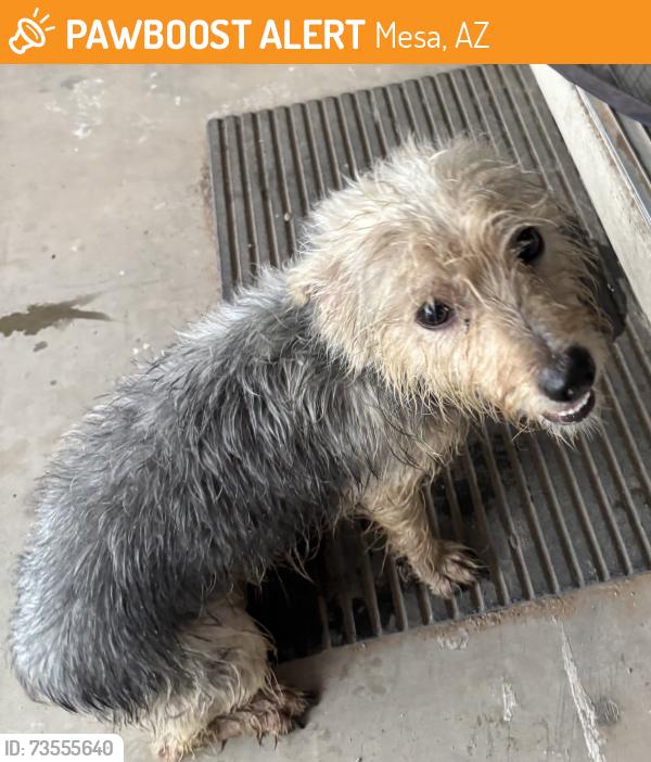 Found/Stray Male Dog last seen 64th and McKellips, Mesa, AZ 85208