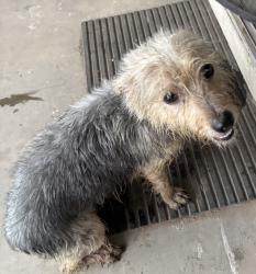 Found/Stray Male Dog last seen 64th and McKellips, Mesa, AZ 85208