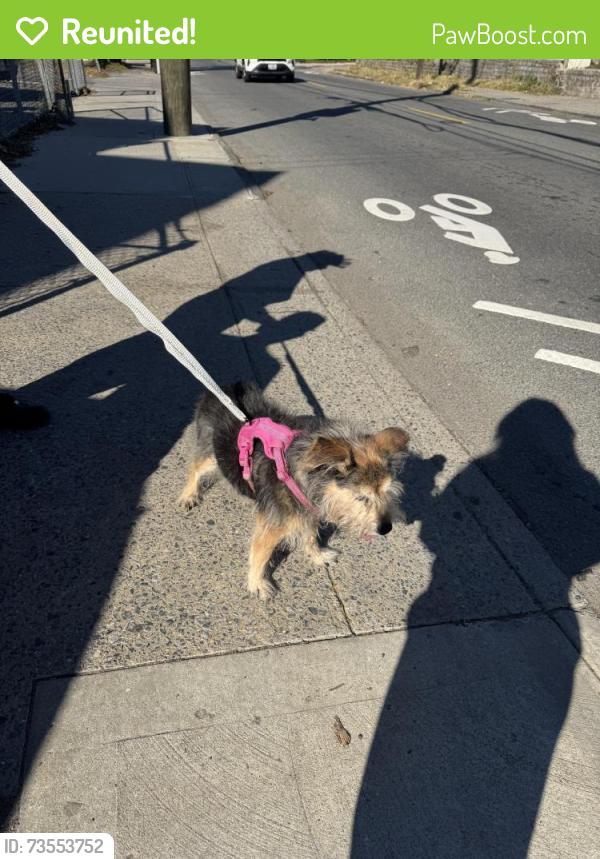 Reunited Female Dog last seen post avenue and cary ave, Staten Island, NY 10310
