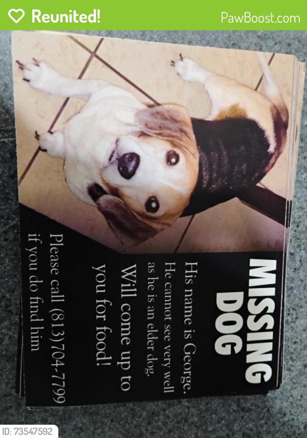 Reunited Male Dog last seen Paradise village near six Mile Creek, Tampa, FL 33610