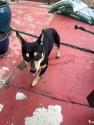 Reunited Male Dog last seen 66th and Arthur in Oakland, Oakland, CA 94605