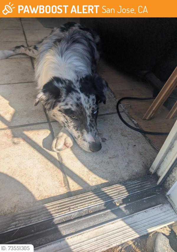 Found/Stray Male Dog last seen Suncrest, San Jose, CA 95127