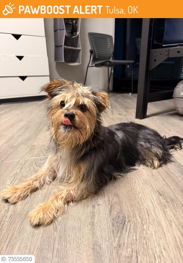 Found/Stray Male Dog last seen Oral Roberts University, Tulsa, OK 74136