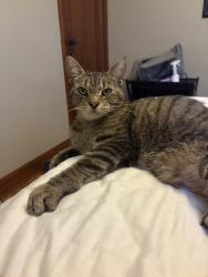 Found/Stray Male Cat last seen W Weber Rd & High St, Columbus, OH 43202