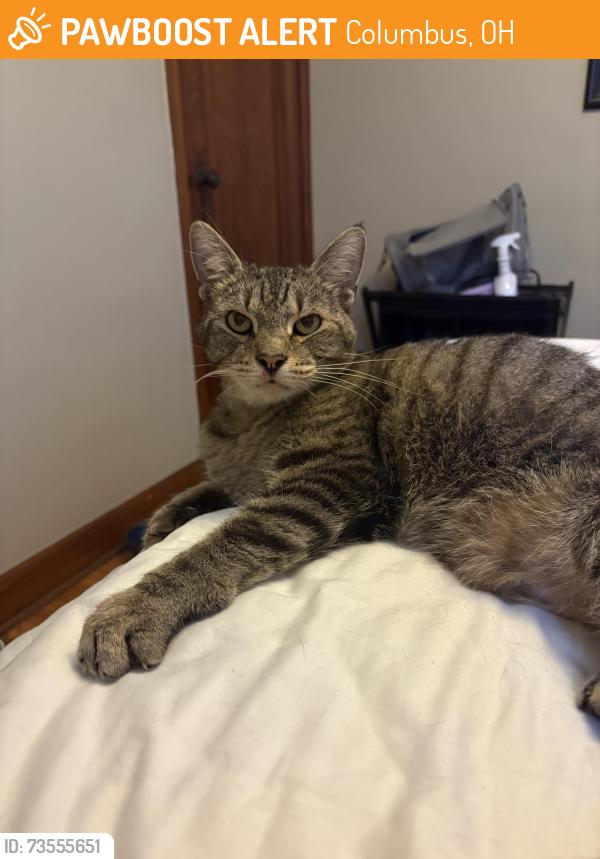 Found/Stray Male Cat last seen W Weber Rd & High St, Columbus, OH 43202