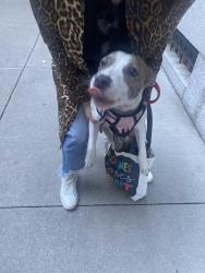 Found/Stray Female Dog last seen Midtown, New York, NY 10075