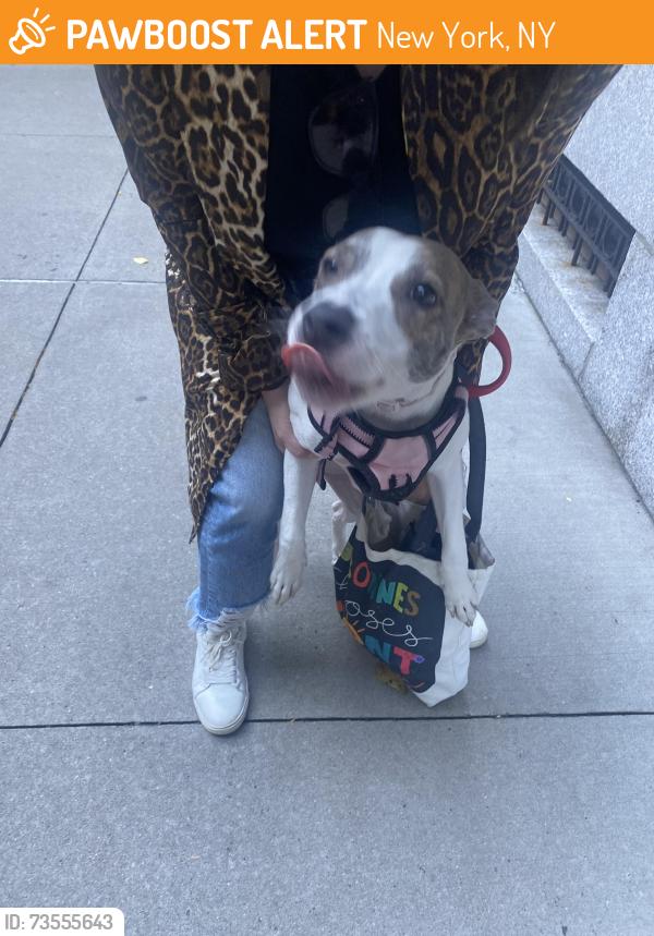 Found/Stray Female Dog last seen Midtown, New York, NY 10075