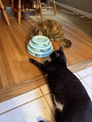 Lost Male Cat last seen Paddock circle, our property backs up to the ymca on Park rd, Charlotte, NC 28209