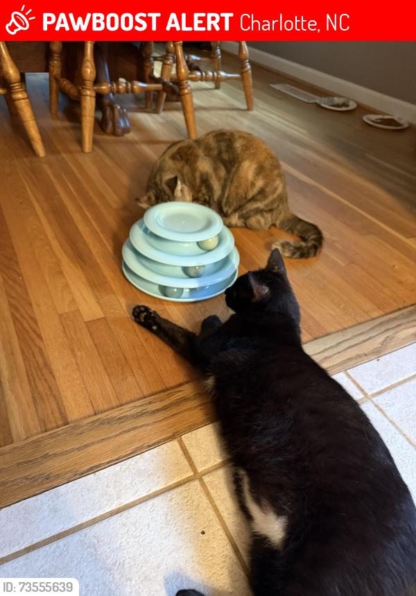 Lost Male Cat last seen Paddock circle, our property backs up to the ymca on Park rd, Charlotte, NC 28209