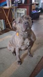 Lost Female Dog last seen Huttig 24 hwy, Independence, MO 64053