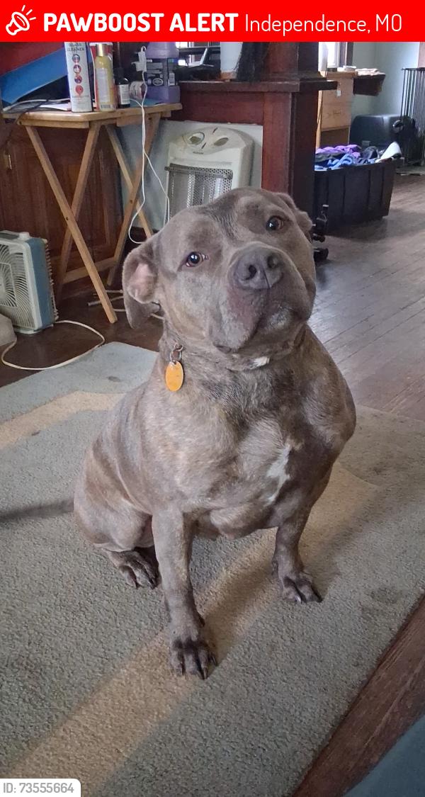 Lost Female Dog last seen Huttig 24 hwy, Independence, MO 64053