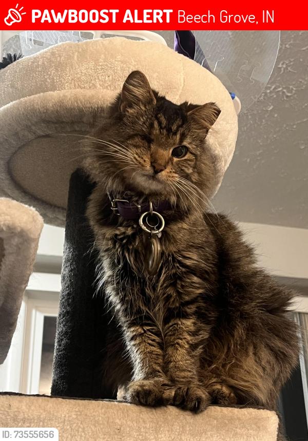 Lost Female Cat last seen Emerson and Hornet ave, Beech Grove, IN 46107