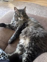 Lost Female Cat last seen Crown Royal and oak wood, Franconia, VA 22310