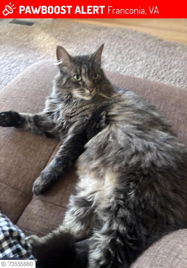 Lost Female Cat last seen Crown Royal and oak wood, Franconia, VA 22310