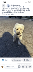 Found/Stray Male Dog last seen Blackhawk way and Iowa San Francisco s, Aurora, CO 80012