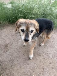 Found/Stray Male Dog last seen 73rd Ave & Medlock Dr, Glendale, AZ 85303