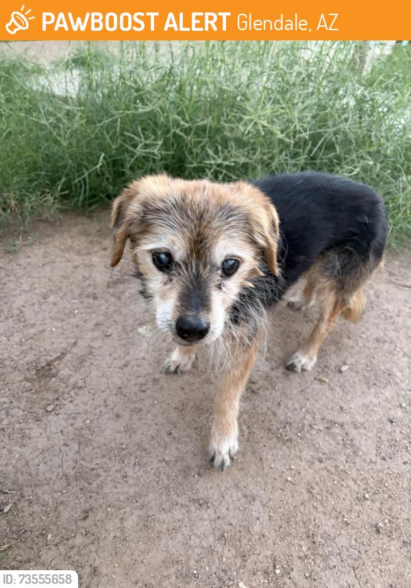 Found/Stray Male Dog last seen 73rd Ave & Medlock Dr, Glendale, AZ 85303
