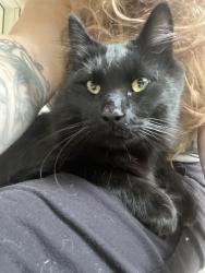 Found/Stray Male Cat last seen 35th & Girard ave N, Minneapolis, MN 55412
