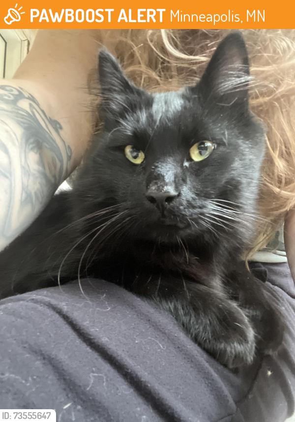 Found/Stray Male Cat last seen 35th & Girard ave N, Minneapolis, MN 55412
